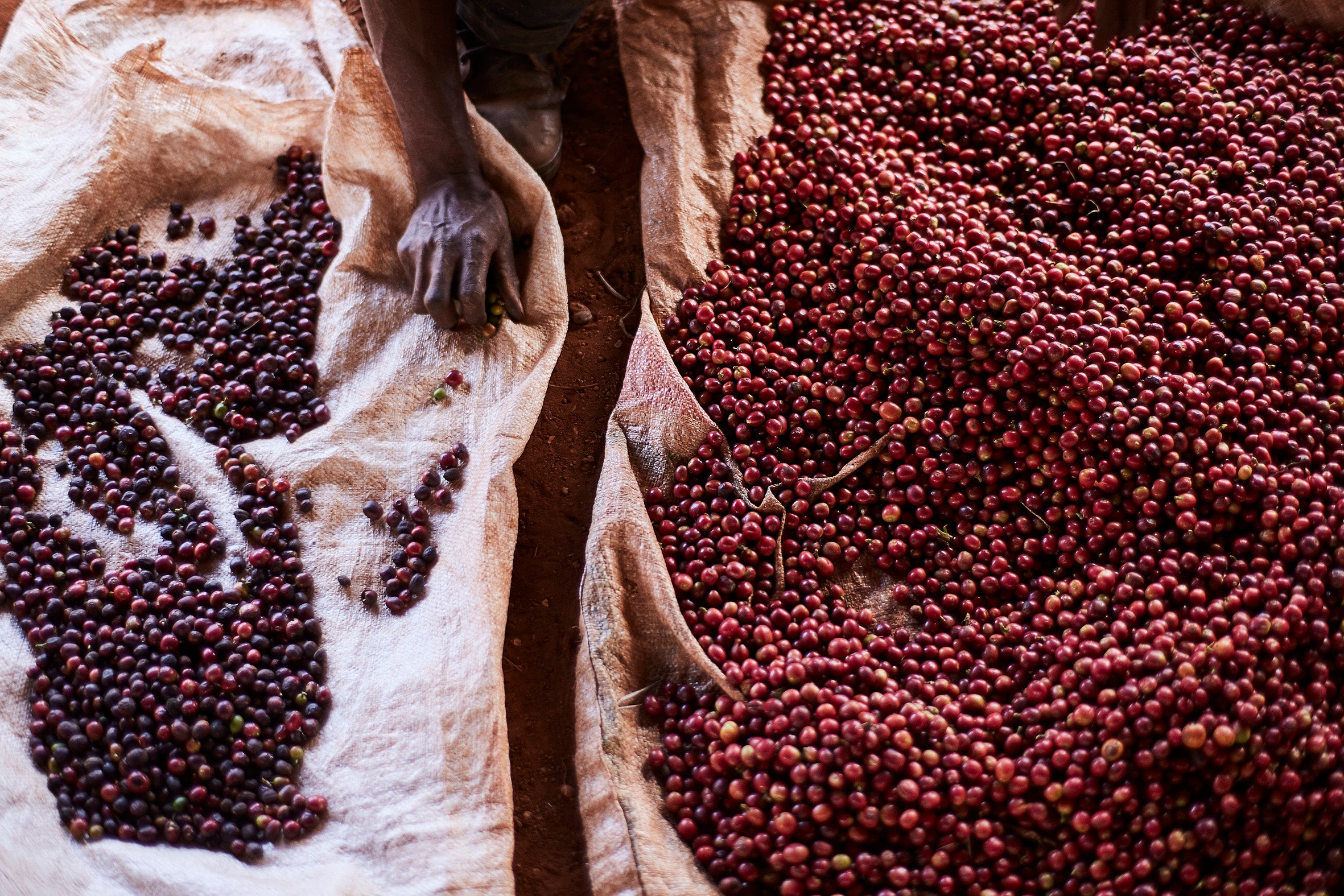 Sorting Coffee Cherries
